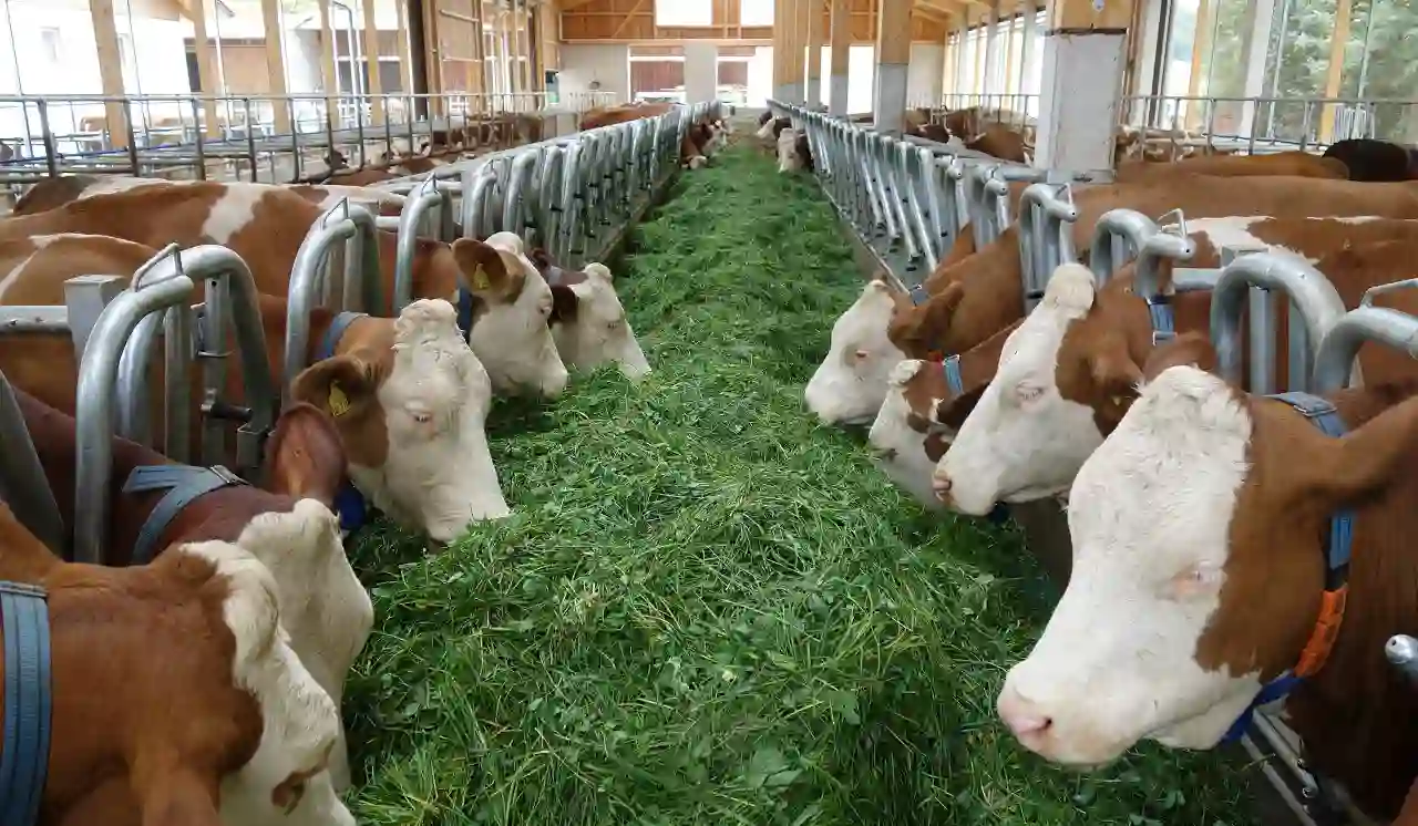 Automatische Fütterung - Tierarten - Milchkühe